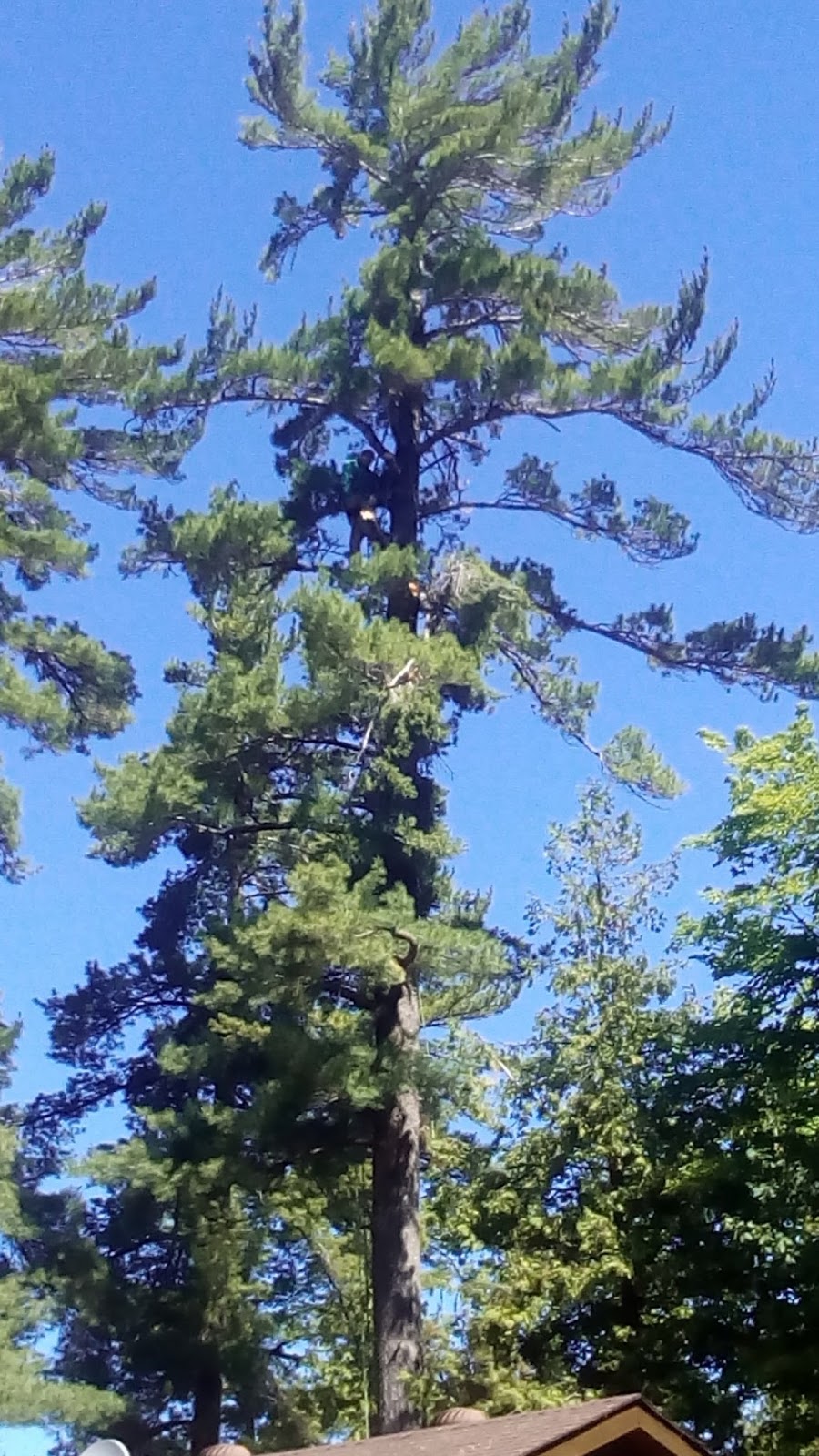 Ace Tree Service | Parry Sound Drive, Hwy 124, Parry Sound, ON P2A 2W7, Canada | Phone: (705) 746-3390