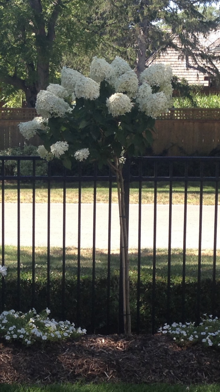 Emily Cooper Gardening | 1972 King St, St. Catharines, ON L2R 6P7, Canada | Phone: (905) 685-6896