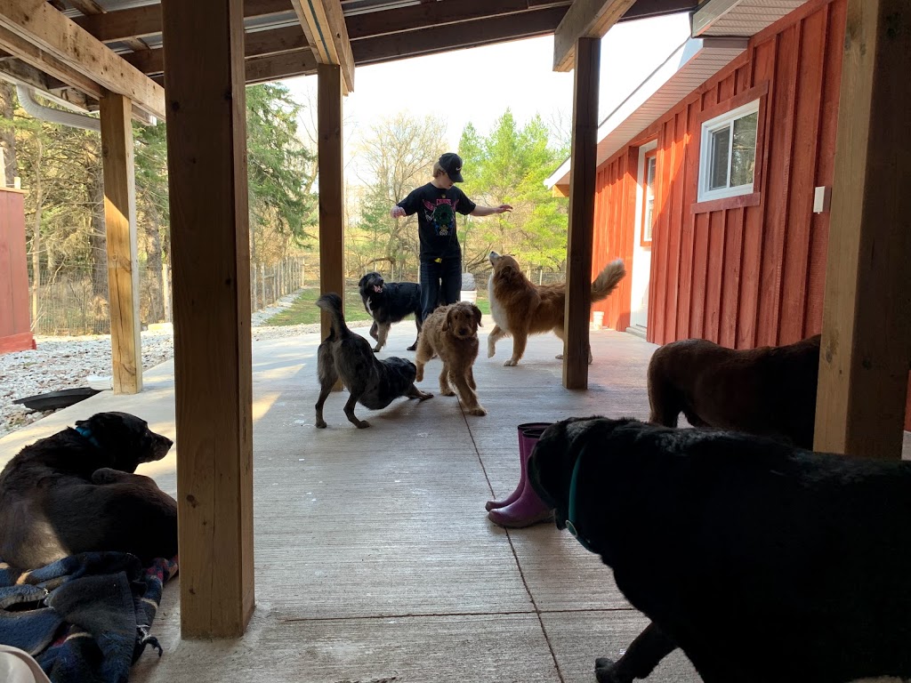 Grey Woof Inn - Dog Boarding & Specialty Dog Food | 317160 Hwy 6&10, Chatsworth, ON N0H 1G0, Canada | Phone: (519) 794-0220