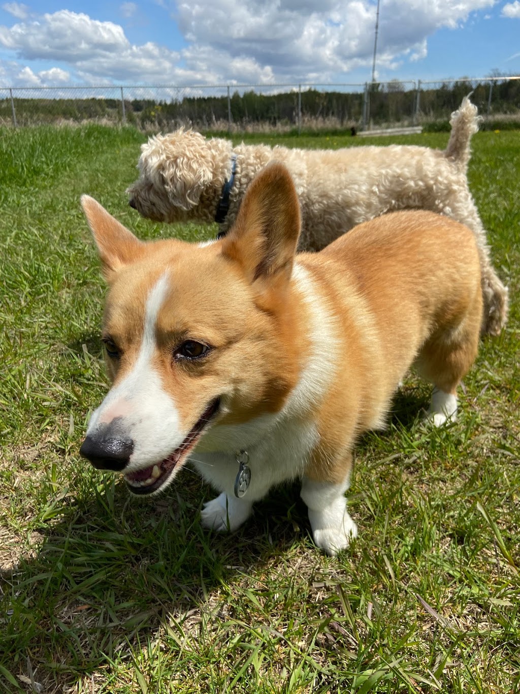 Uberdog Ranch | 155 N Bethesda Rd RR #1, Baltimore, ON K0K 1C0, Canada | Phone: (416) 421-2040
