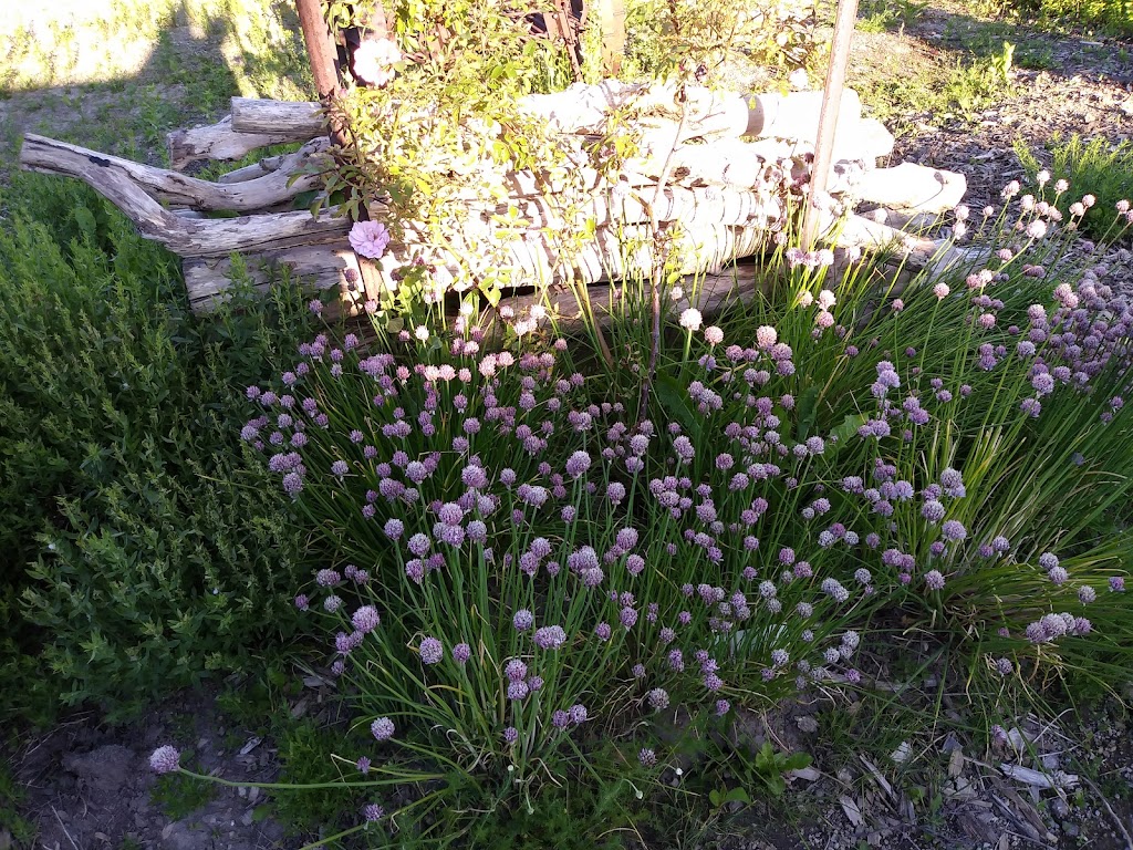 Bruce Botanical Food Gardens | 62 Park St, Ripley, ON N0G 2R0, Canada | Phone: (519) 395-3735