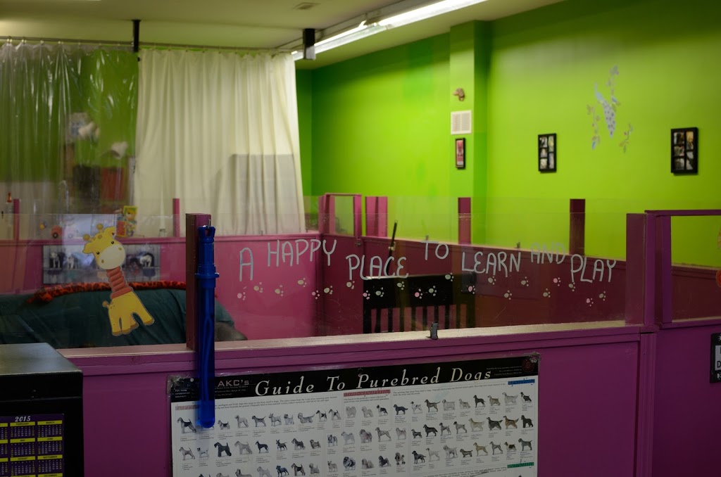 dog daycare north york