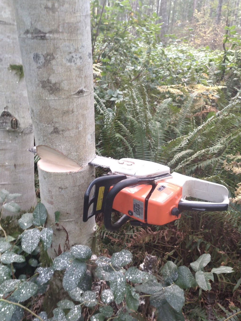 SK Tree Service | 828 New Glasgow Rd #224, Ebenezer, PE C1E 0T1, Canada | Phone: (902) 916-0119