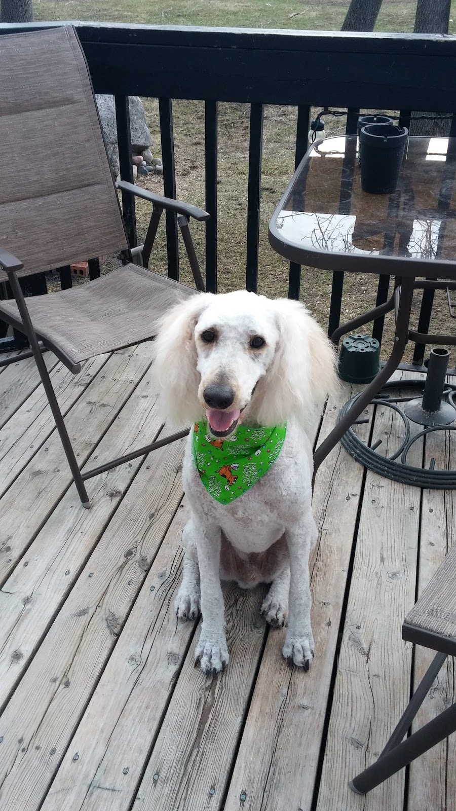 Pampered Pooch | 107 Albert St, Midland, ON L4R 4L3, Canada | Phone: (705) 526-1335