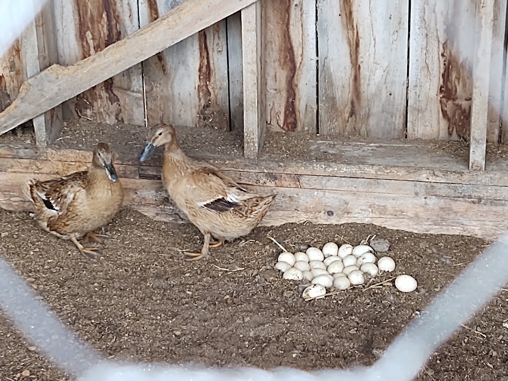 Sientsts Nature Farm | 968 Spry Rd, Marmora, ON K0K 2M0, Canada | Phone: (613) 325-5799