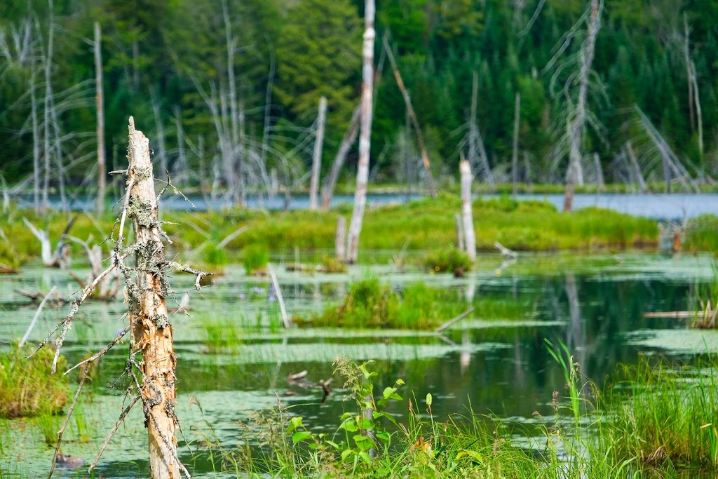 Chalet Far Hills | 5966 Chemin du Lac-La Salle, Val-Morin, QC J0T 2R0, Canada | Phone: (819) 322-2834