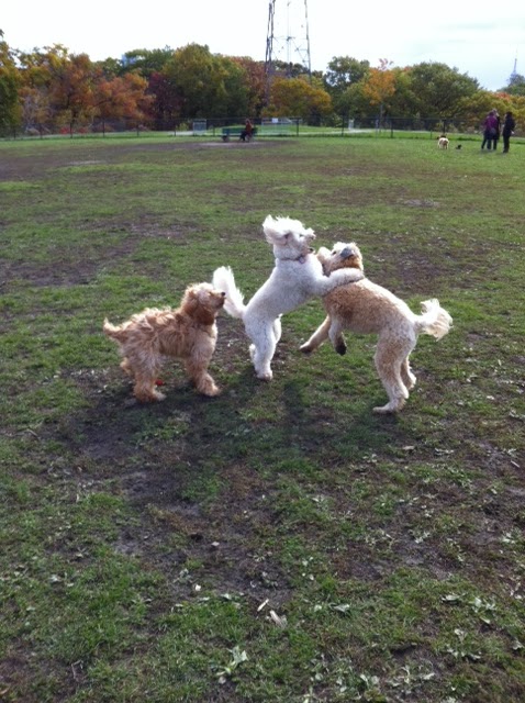 The Bark Zone | 150 Dell Park Ave, North York, ON M6B 2V3, Canada | Phone: (416) 783-9726