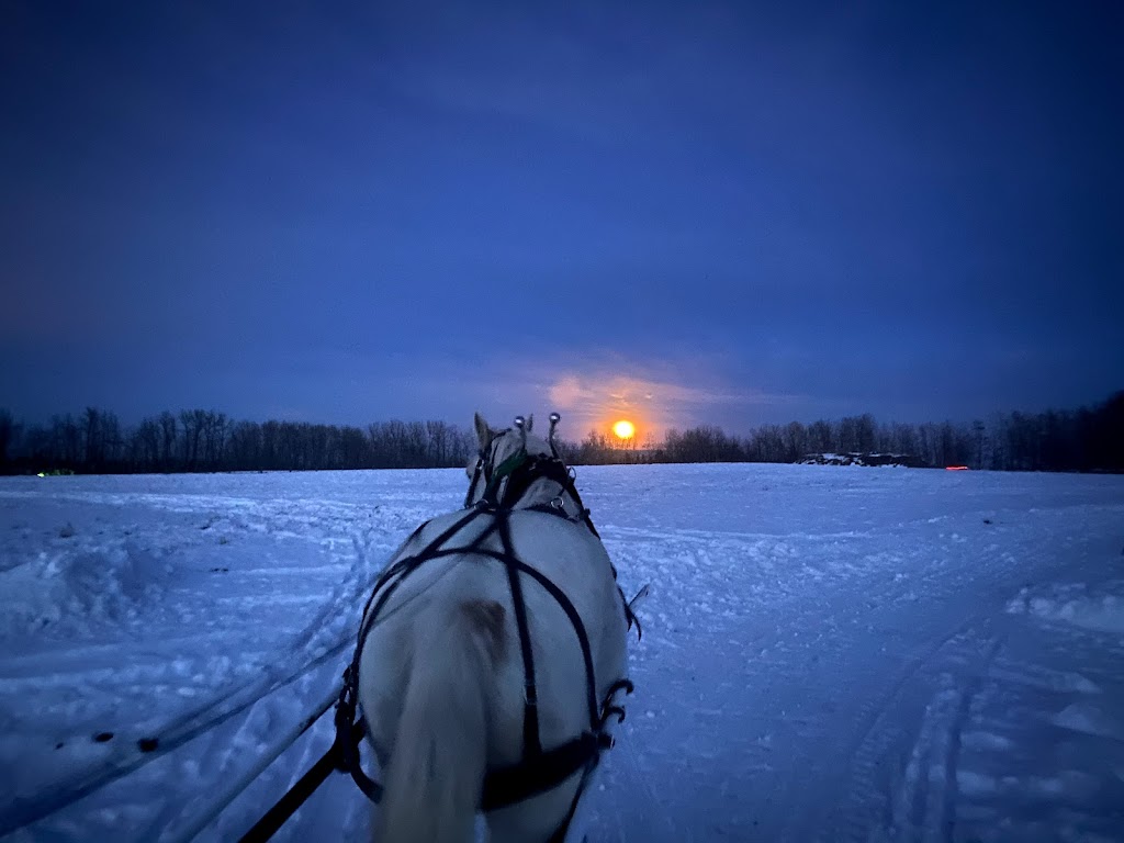 Iron Horse Turtle Ranch Carriage and Sleigh Service | 51222 RR# 224, Sherwood Park, AB T8C 1H3, Canada | Phone: (780) 718-7734