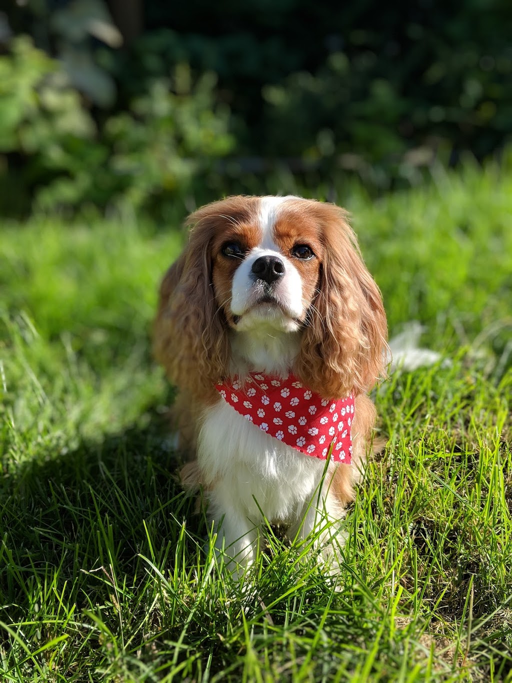 Torys Grooming | 80 Concession Rd 8 E, Tiny, ON L0L 2J0, Canada | Phone: (705) 717-7187