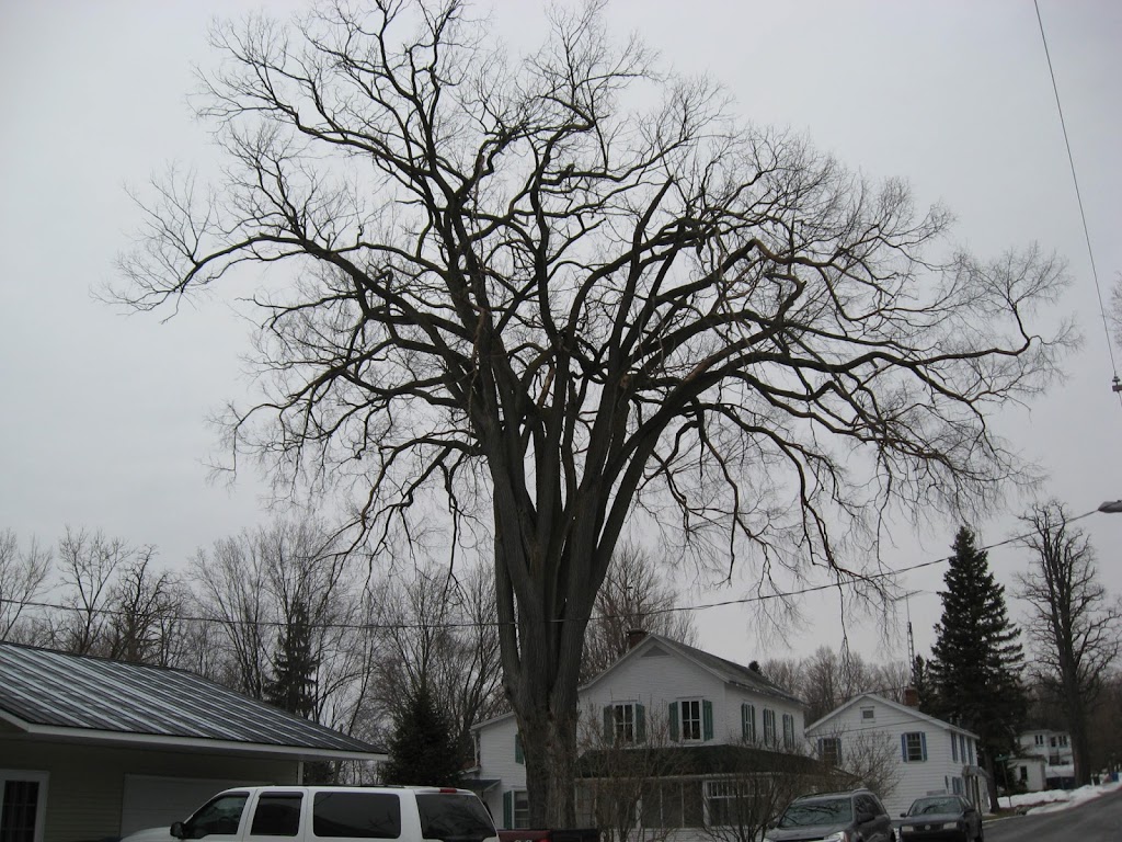 Arboriculteur Et Elagueur | 65 Rue Lorraine, Shefford, QC J2M 1X5, Canada | Phone: (450) 361-9845