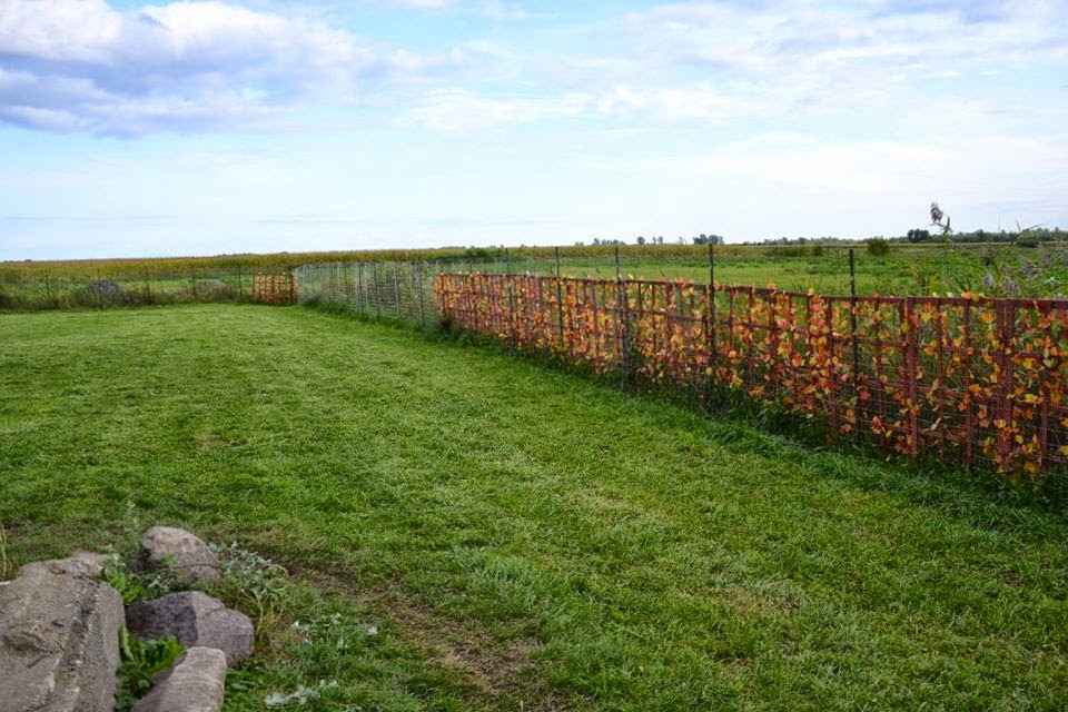 Adorable Doggytown | 322 Chem. du Ruisseau, Saint-Jacques-le-Mineur, QC J0J 1Z0, Canada | Phone: (514) 846-3444