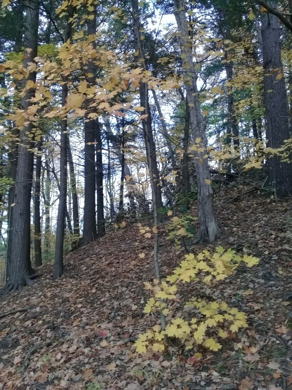 Ozark Park | 24 Antique Dr, Richmond Hill, ON L4E 3X5, Canada | Phone: (905) 771-8800
