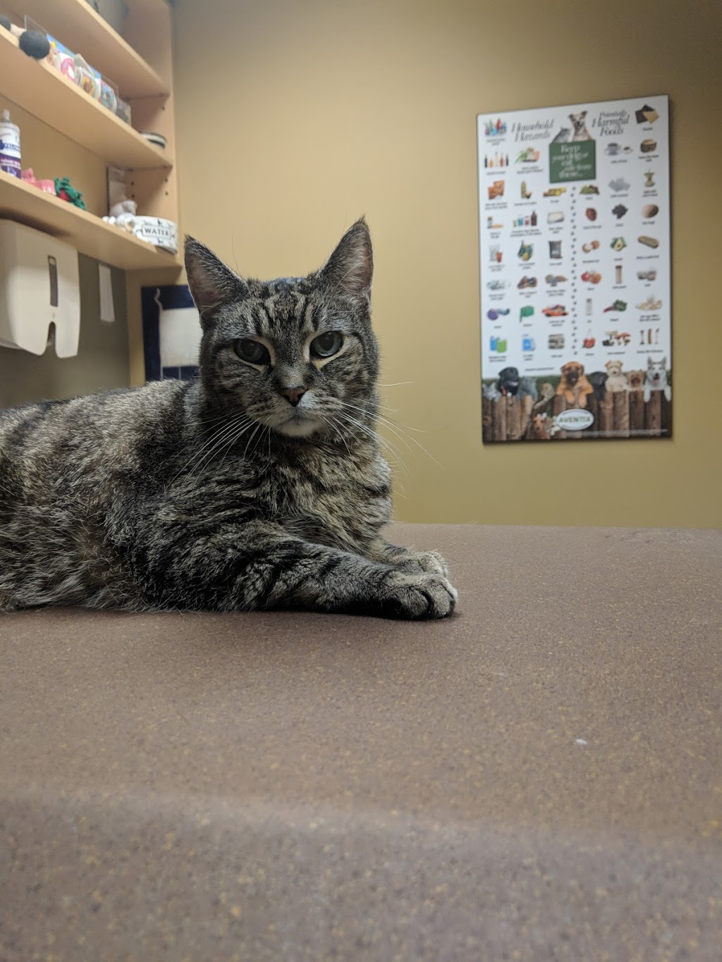Lindsey Veterinary Hospital | 2503 Skaha Lake Rd, Penticton, BC V2A 6E8, Canada | Phone: (250) 492-8113