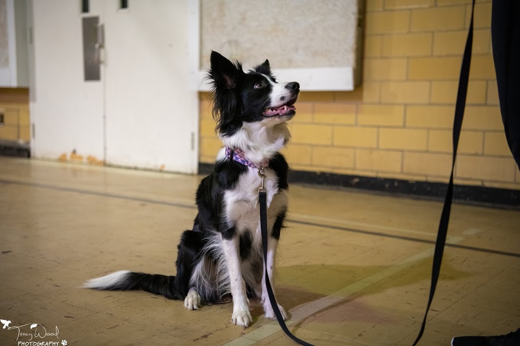 Flash Go. Dog Training | 2886 London Line, Sarnia, ON N7T 7H2, Canada | Phone: (519) 466-5819