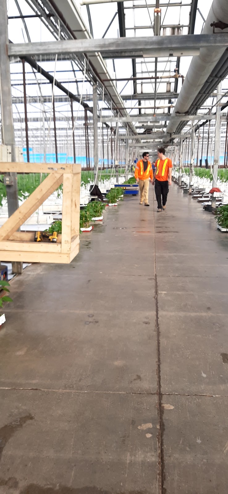 Cielo Vista Farms | 756-794, ON-77, Staples, ON N0P 2J0, Canada | Phone: (519) 322-5831