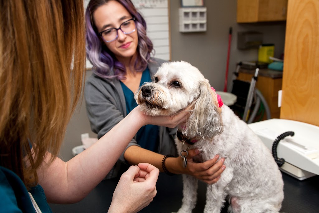 North Oakville Animal Hospital | 2520 Sixth Line, Oakville, ON L6H 6W5, Canada | Phone: (905) 257-3700
