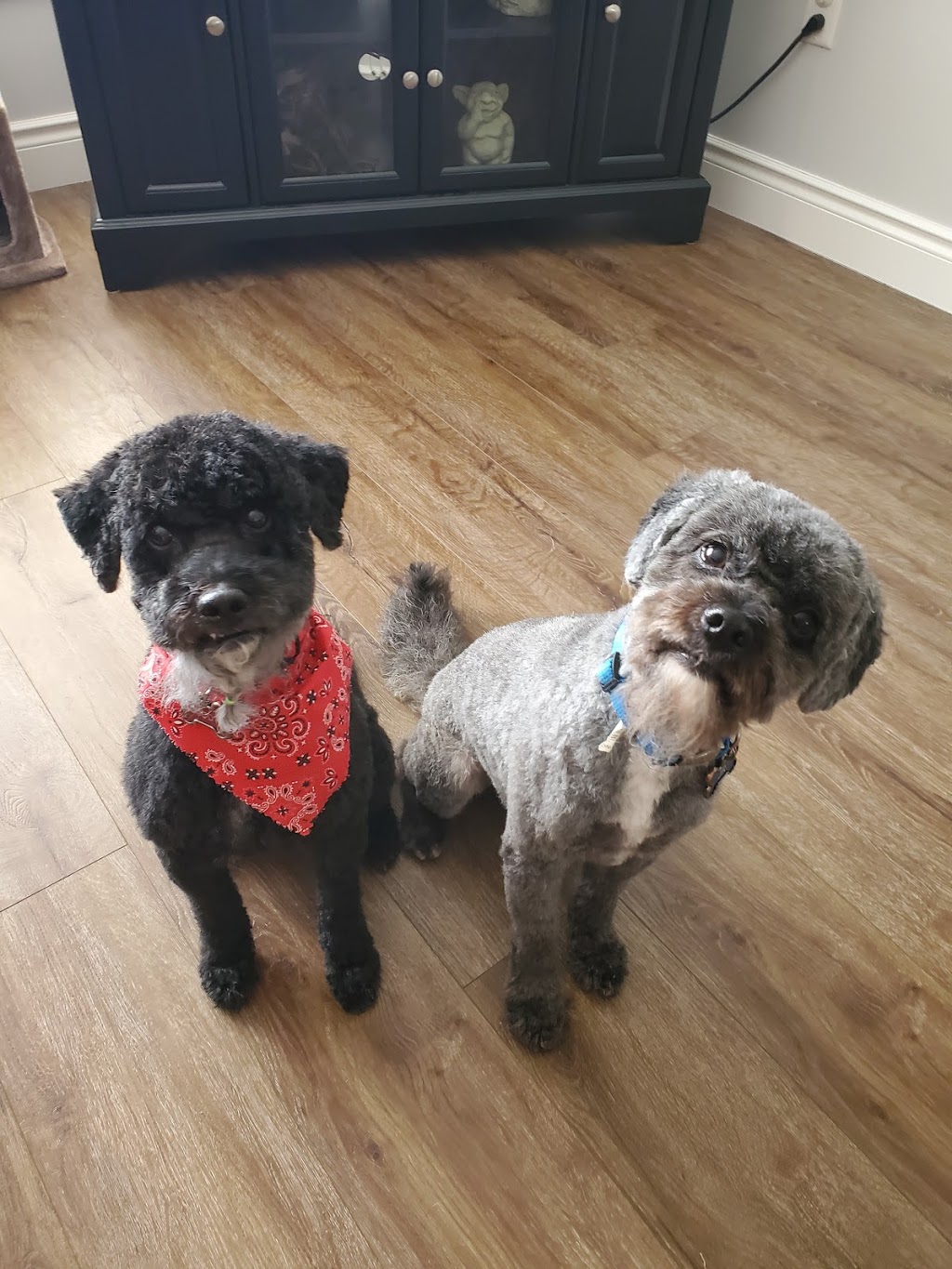 Gone With The Dogs | 2 Glenabbey Dr, Oshawa, Courtice, ON L1E 1C1, Canada | Phone: (905) 404-8746