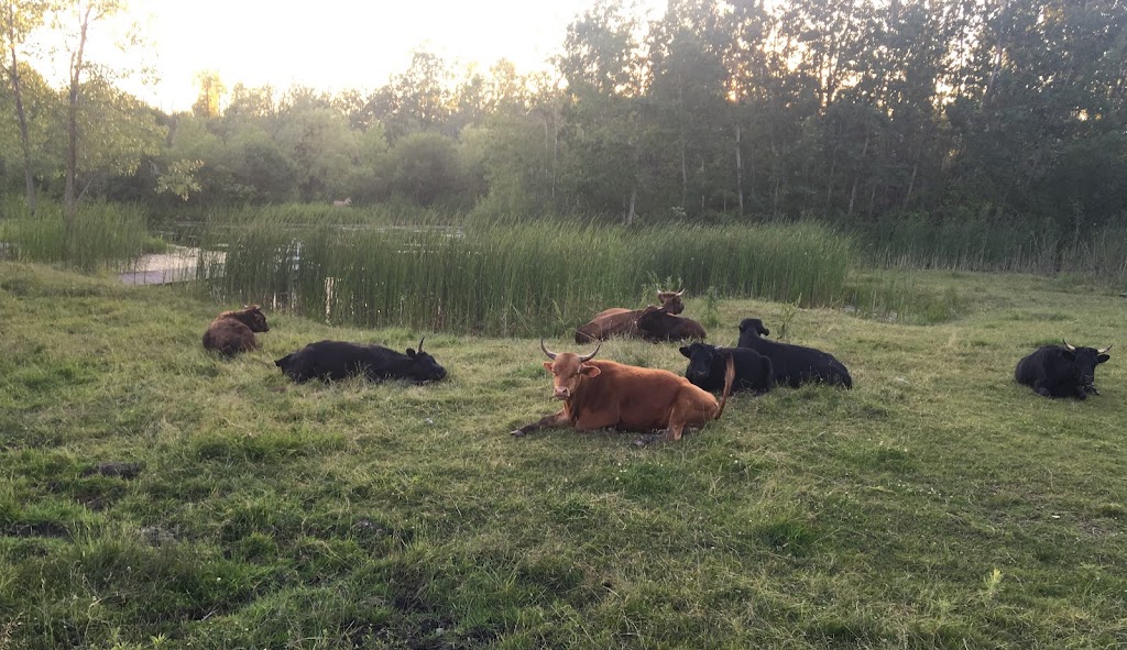 Paradise Acres Farm | 22048 Side Rd 20, Wainfleet, ON L0S 1V0, Canada | Phone: (289) 821-2346