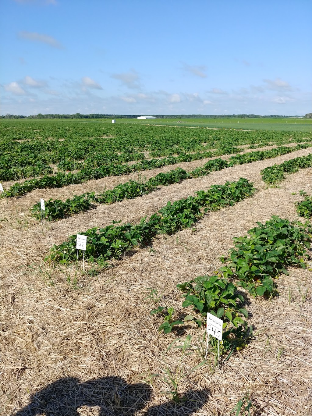 Friedensfeld Honey & Berry Farm LTD | 38109 Rd 31N, Friedensfeld, MB R5G 1M4, Canada | Phone: (204) 326-1500