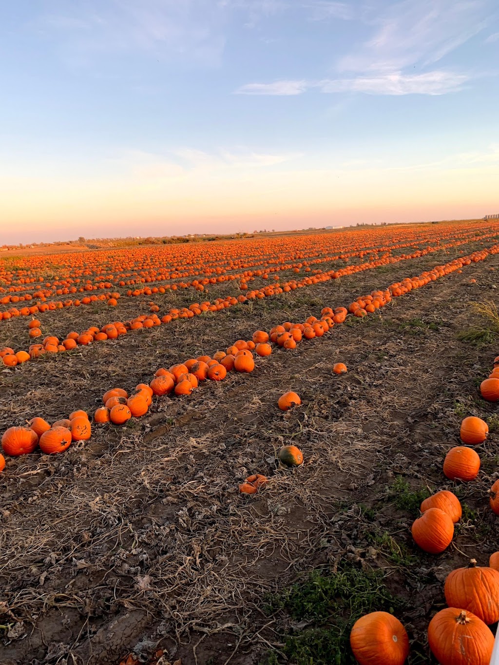 Johnson Pumpkin U pick | Range Rd 173, Barnwell, AB T0K 0B0, Canada | Phone: (403) 894-7243