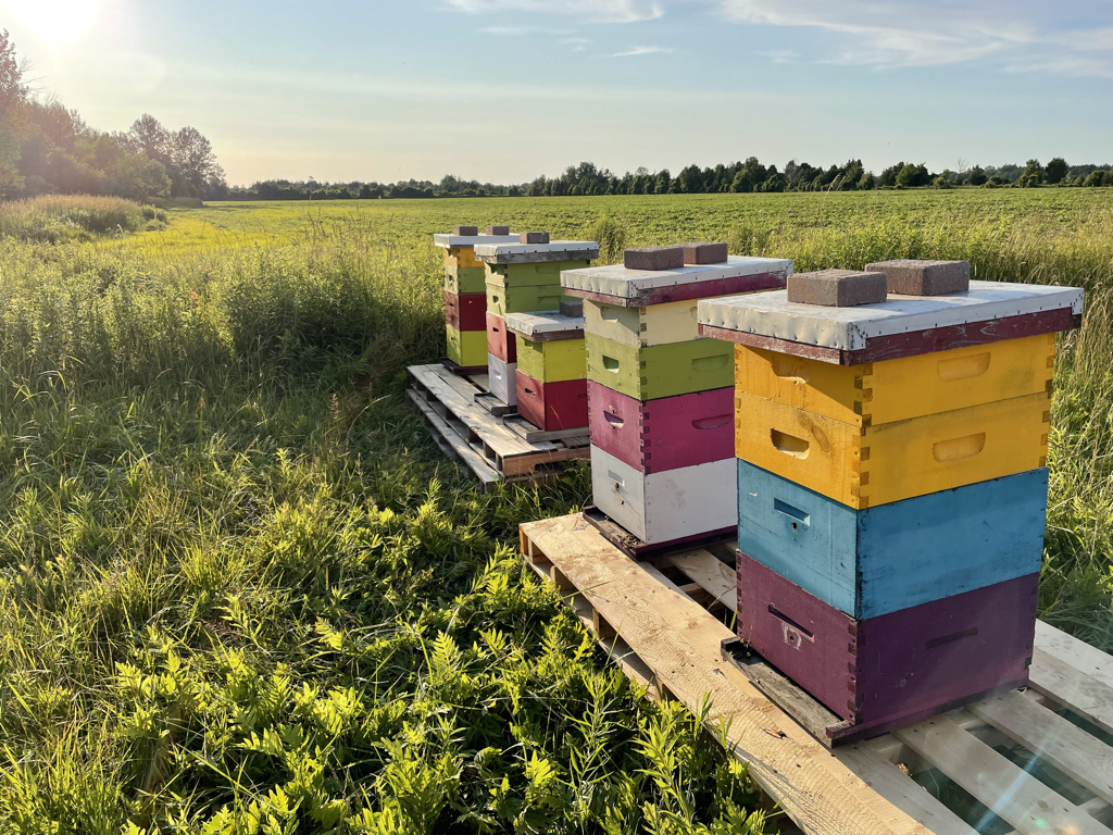 Bens Bees | 135 King St, Tiverton, ON N0G 2T0, Canada | Phone: (519) 386-9247