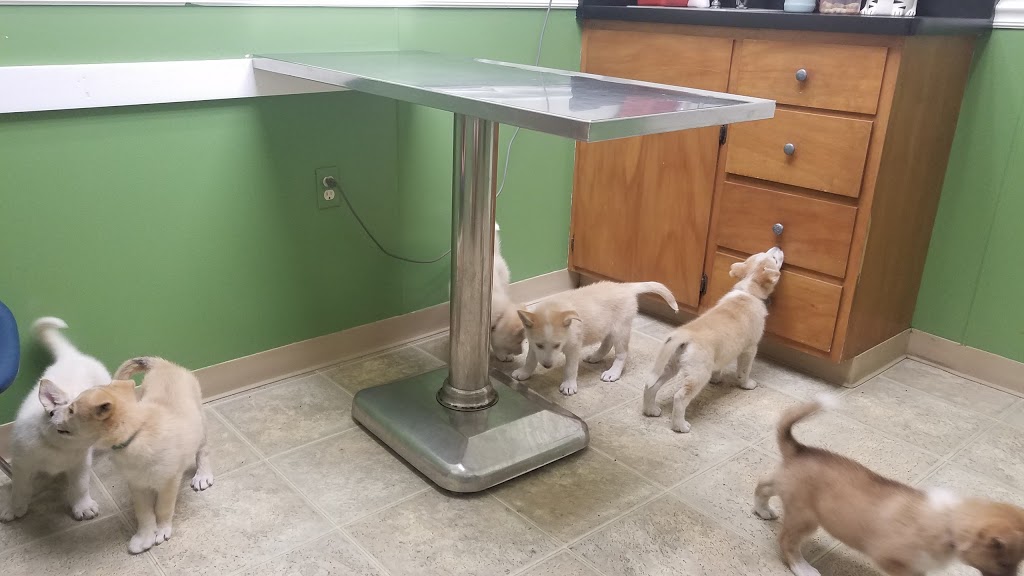 Veterinary Associates | 3801 Lapeer Rd, Port Huron, MI 48060, USA | Phone: (810) 985-6144