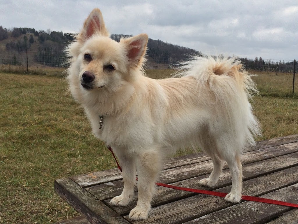 The Ontario Dog Trainer | 814 Lifford Rd, Bethany, ON L0A 1A0, Canada | Phone: (705) 277-1503
