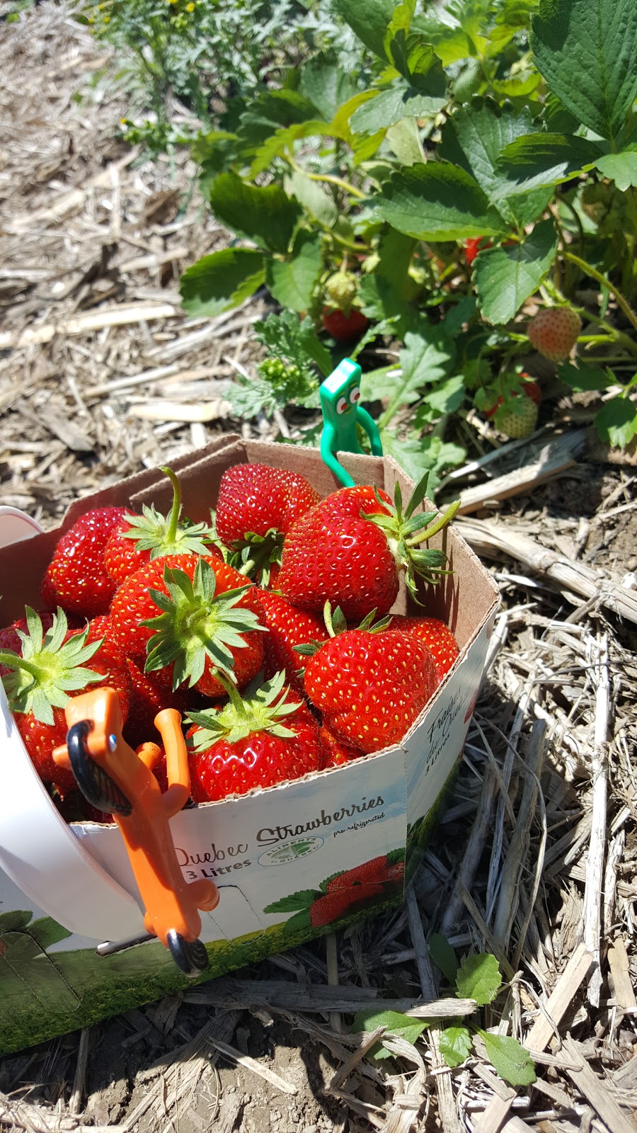 Fraises Louis Hebert | 978 Chemin de la 4 Ligne, Saint-Valentin, QC J0J 2E0, Canada | Phone: (450) 291-3004