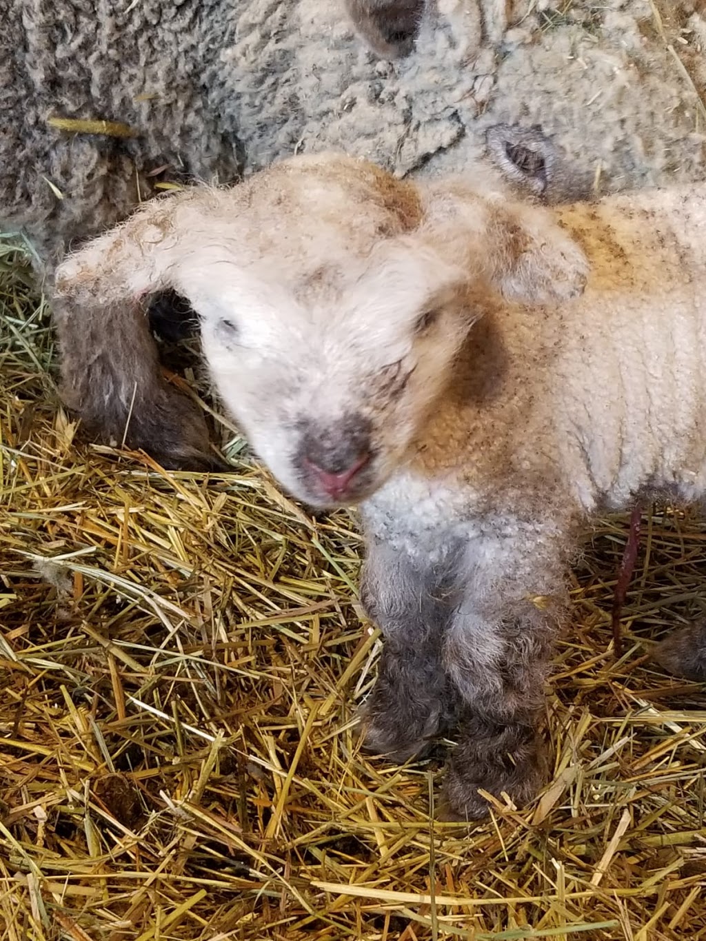 HEAVEN ON EARTH FARMS | 312302 ON-6, Ayton, ON N0G 1C0, Canada | Phone: (519) 831-7235