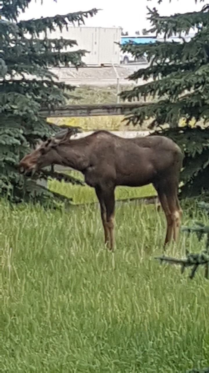 Nose Creek Park | 193 R Covington Close NE, Calgary, AB T3K 4L9, Canada