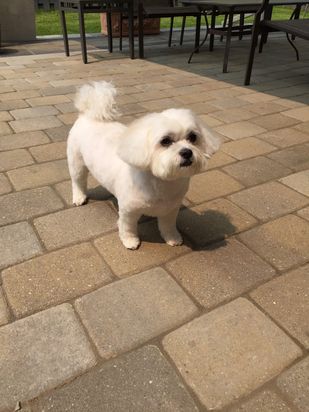 iPet Grooming | 10 Fincham Ave Unit 108, Markham, ON L3P 4C8, Canada | Phone: (905) 554-4738