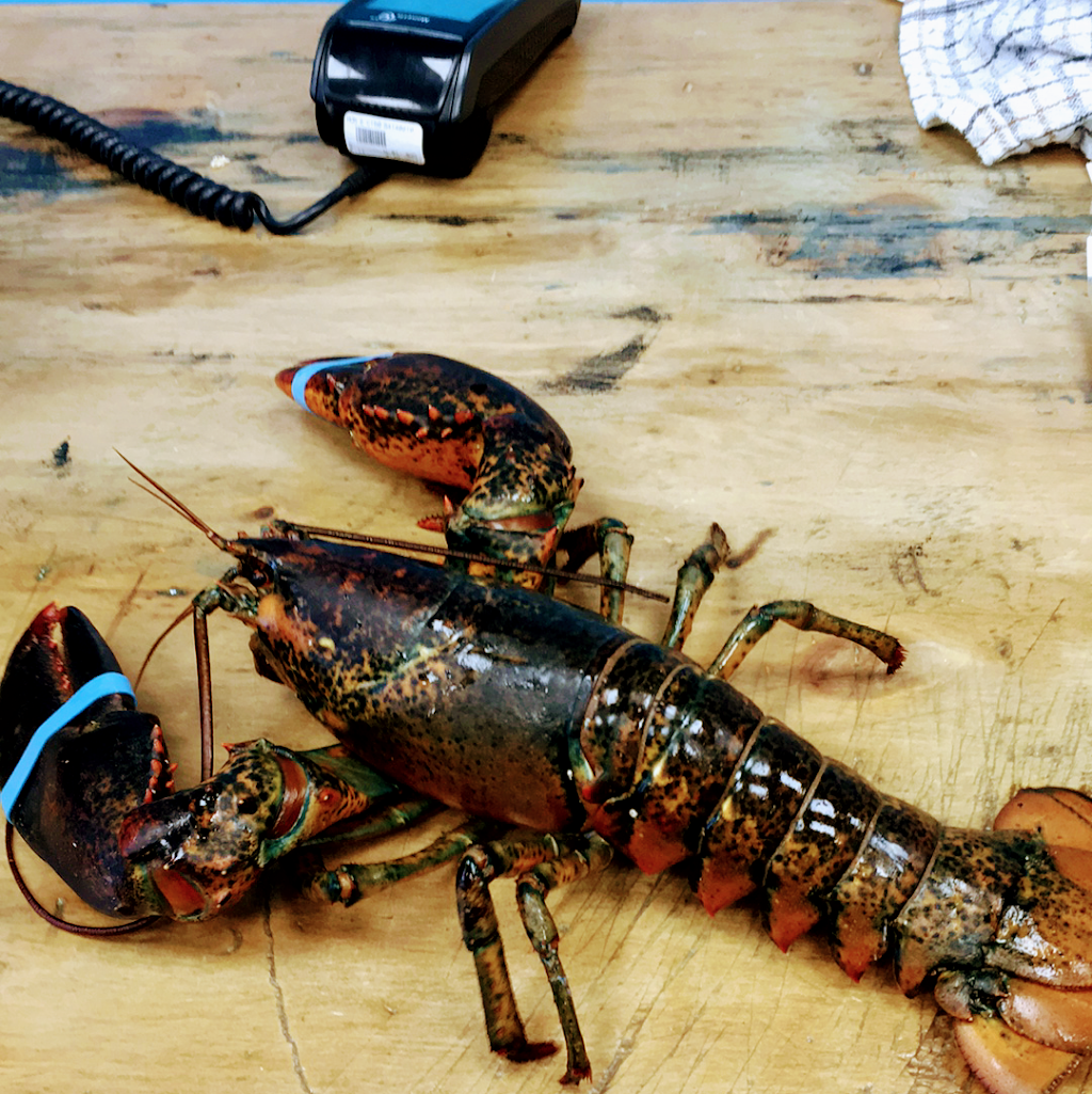 Poissonnerie du Kraken | 3669 Rue Queen Suite 2, Rawdon, QC J0K 1S0, Canada | Phone: (450) 333-8282