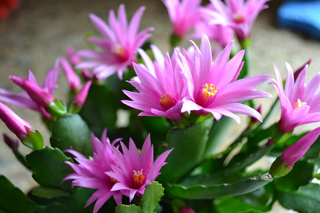 Harster Greenhouses | 250 Hamilton Regional Rd 8, Hamilton, ON L9H 5E1, Canada | Phone: (905) 628-2430