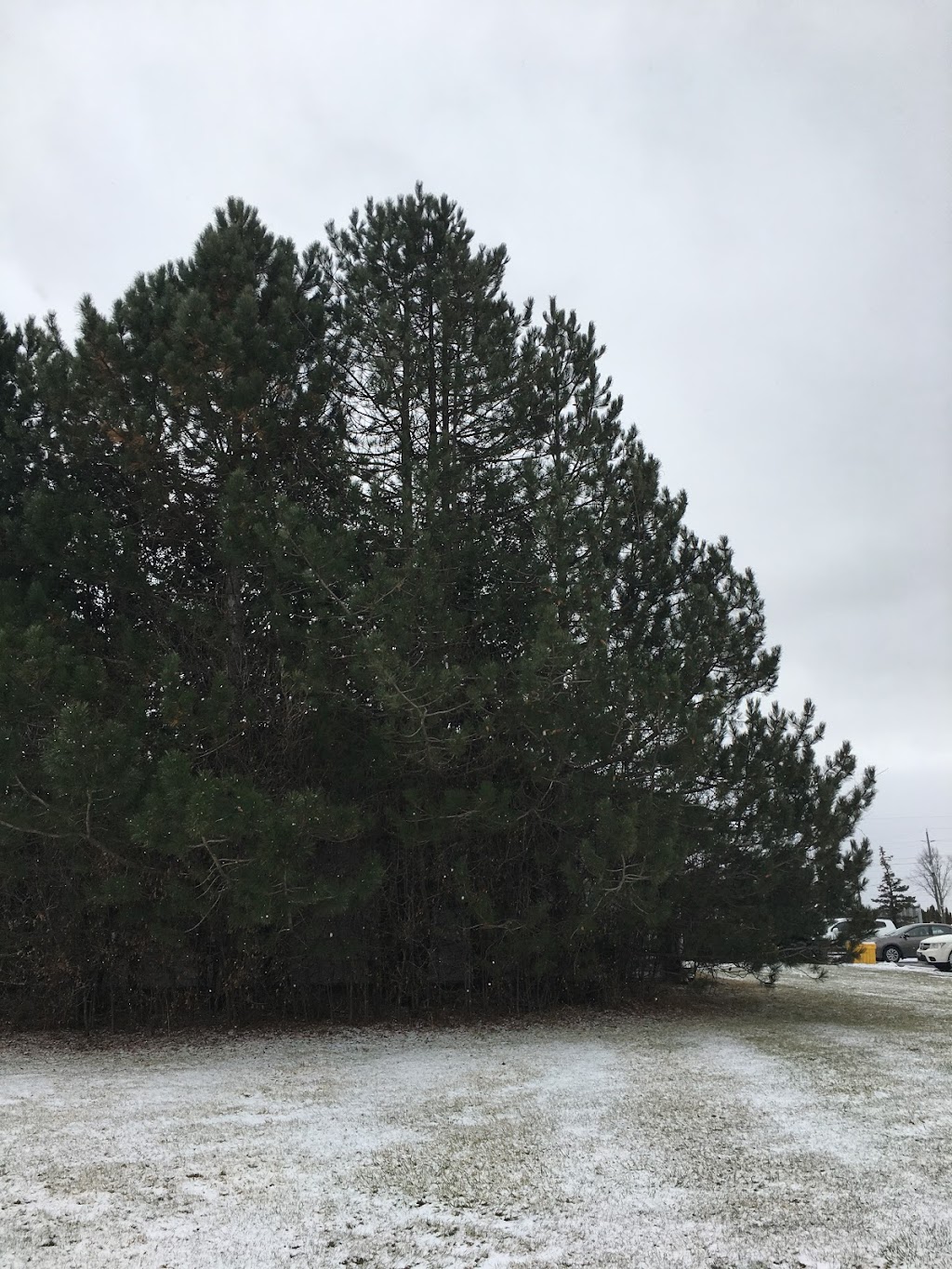 Axemen Property Solutions | 13069 22 Sd Rd, Georgetown, ON L7G 4S4, Canada | Phone: (289) 839-6135