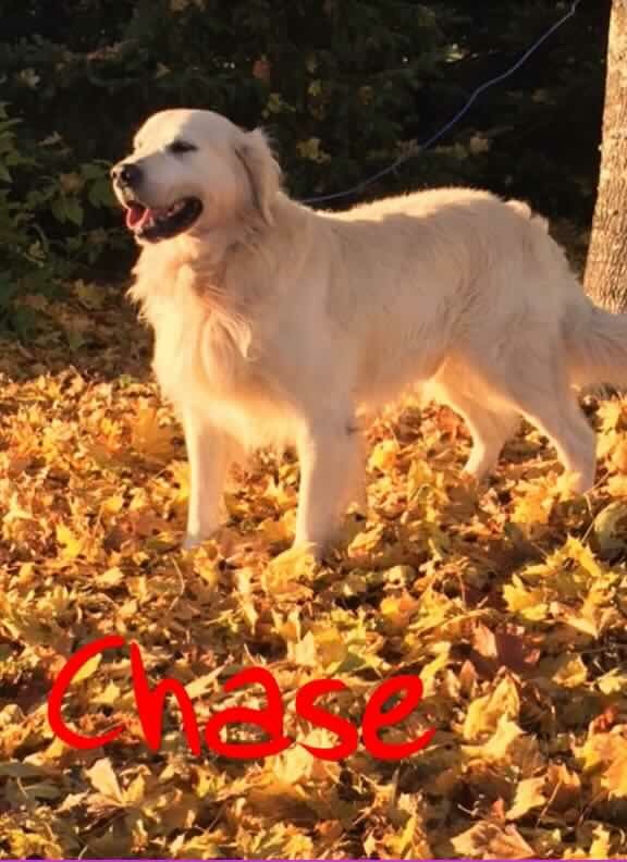 Green Acres Kennel | 2093 NS-245, Antigonish, NS B2G 2L1, Canada | Phone: (902) 867-0361