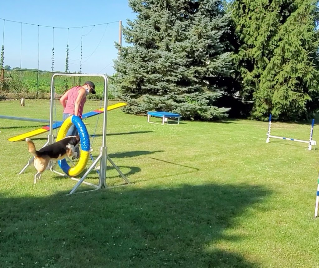 ClassPup Animal Training and Behaviour | 7971 Collison Side Rd, Harrow, ON N0R 1G0, Canada | Phone: (519) 736-4221