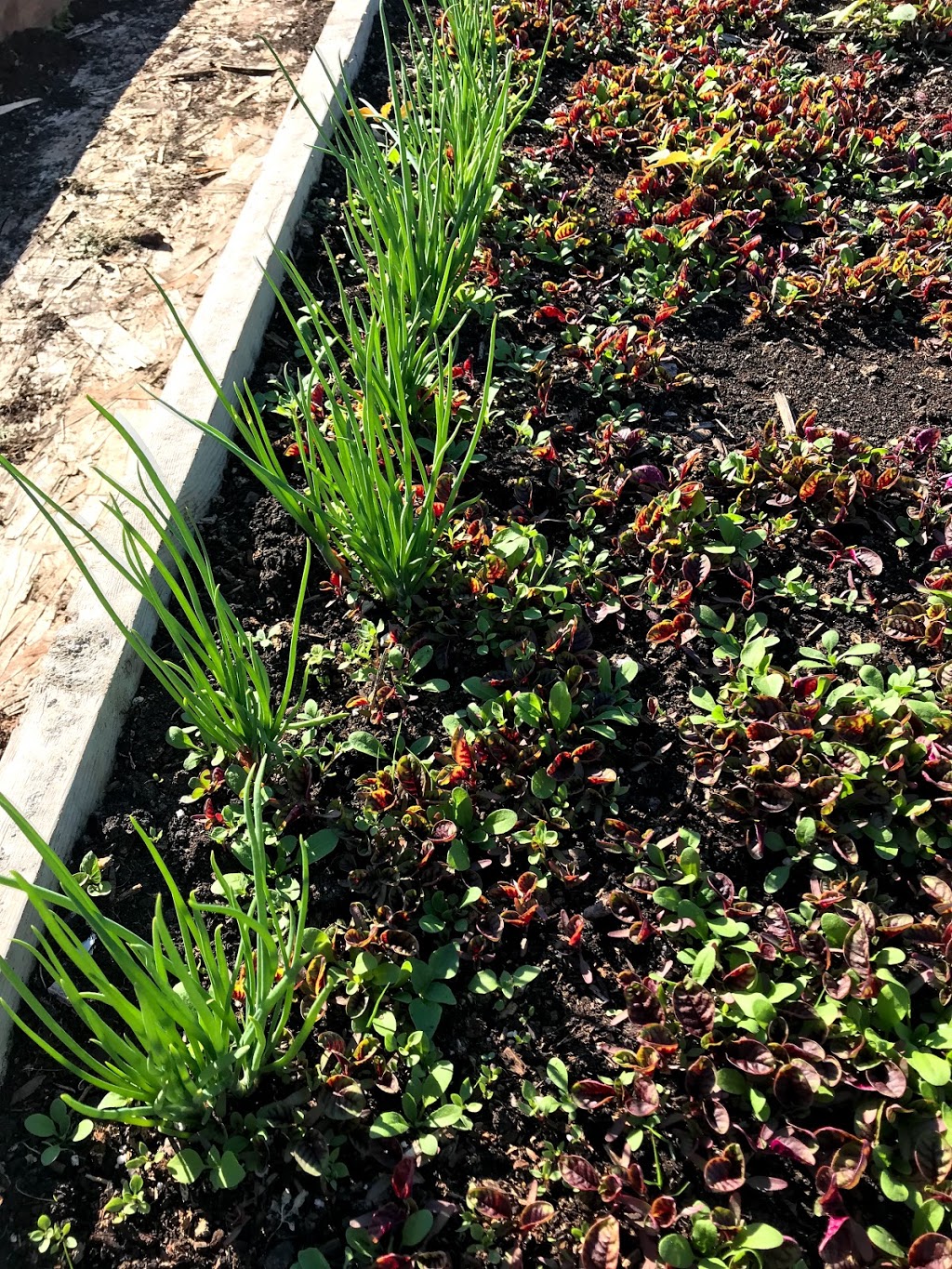 Burnaby and Region Allotment Garden | Meadow Ave, Burnaby, BC V3N 1Y6, Canada