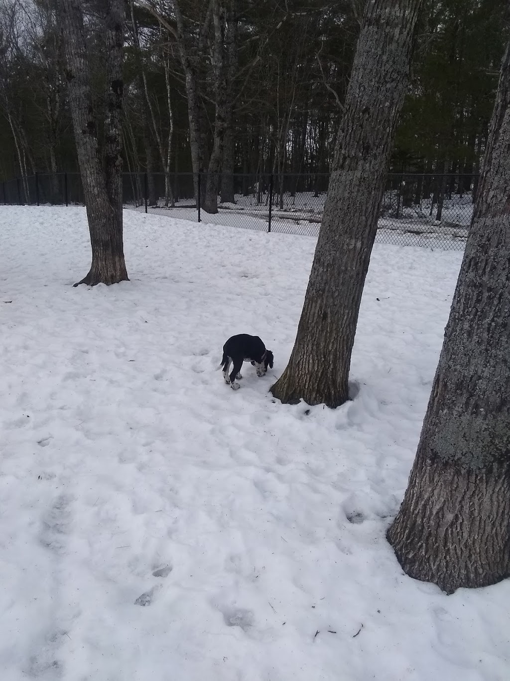 South Shore Vet Dog Park | 543 Glen Allan Dr, Bridgewater, NS B4V 0A8, Canada | Phone: (902) 543-4651