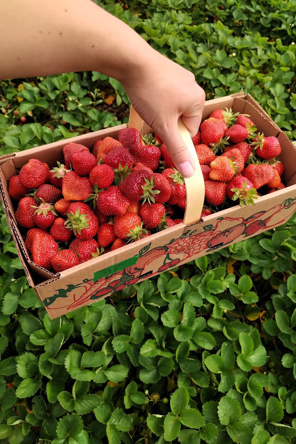Fraisière Beaurivage | 901 4e Rang, Saint-Samuel, QC G0Z 1G0, Canada | Phone: (819) 353-2153