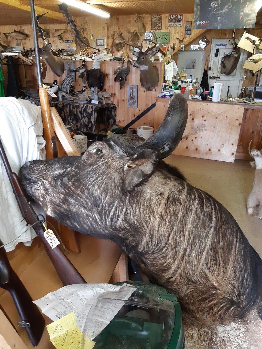 Taxidermy Pei | 2225 Covehead Rd, York, PE C0A 1P0, Canada | Phone: (902) 672-1430