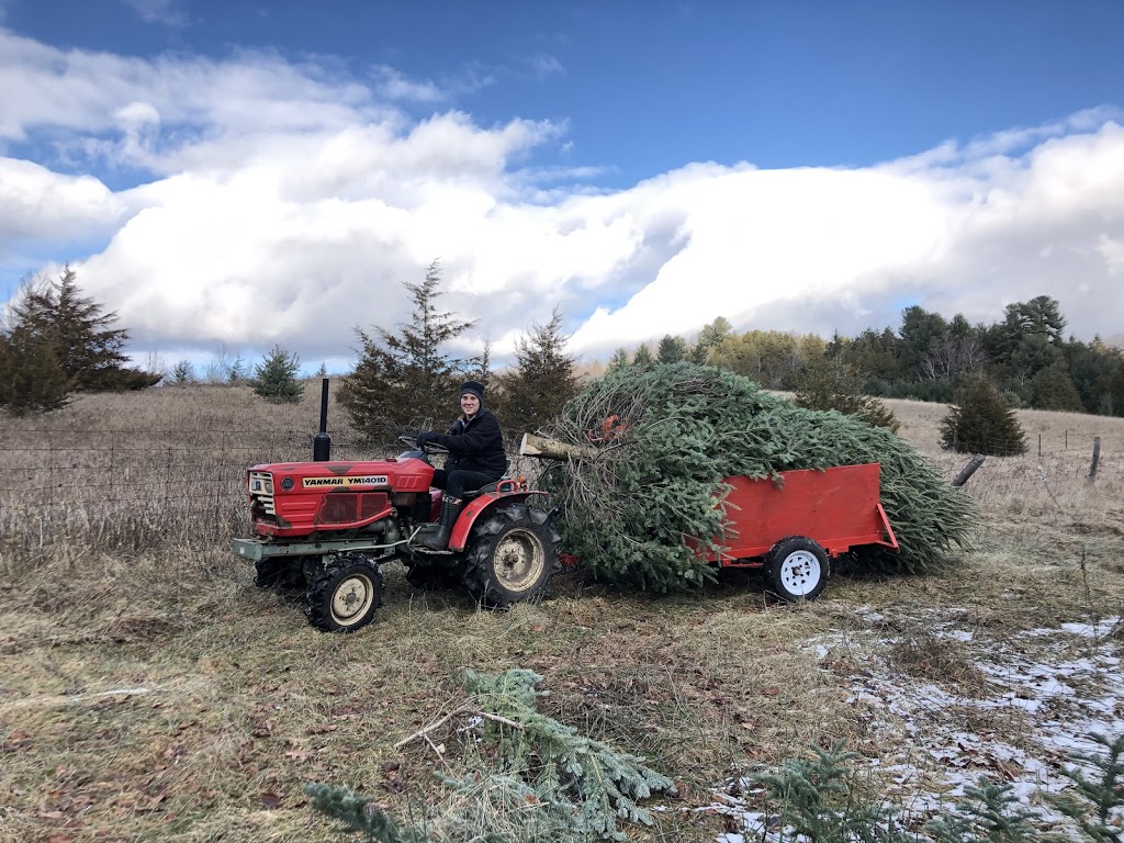Little Lake Christmas Trees CLOSED | 182 Bailey Dr, Colborne, ON K0K 1S0, Canada | Phone: (416) 721-2902