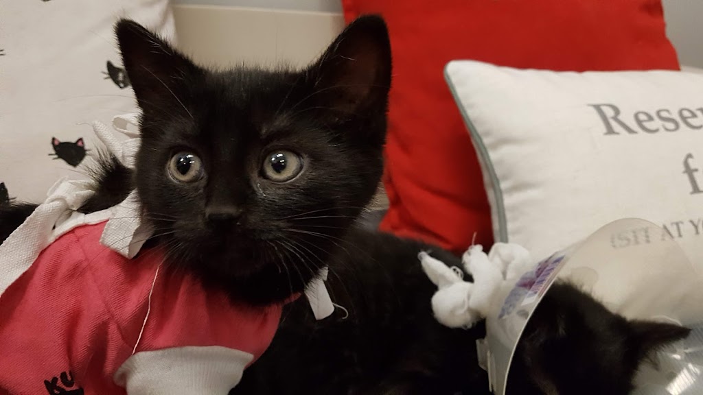 Markham Cat Adoption & Education Centre | 7755 Bayview Ave, Thornhill, ON L3T 4P1, Canada | Phone: (905) 762-1300