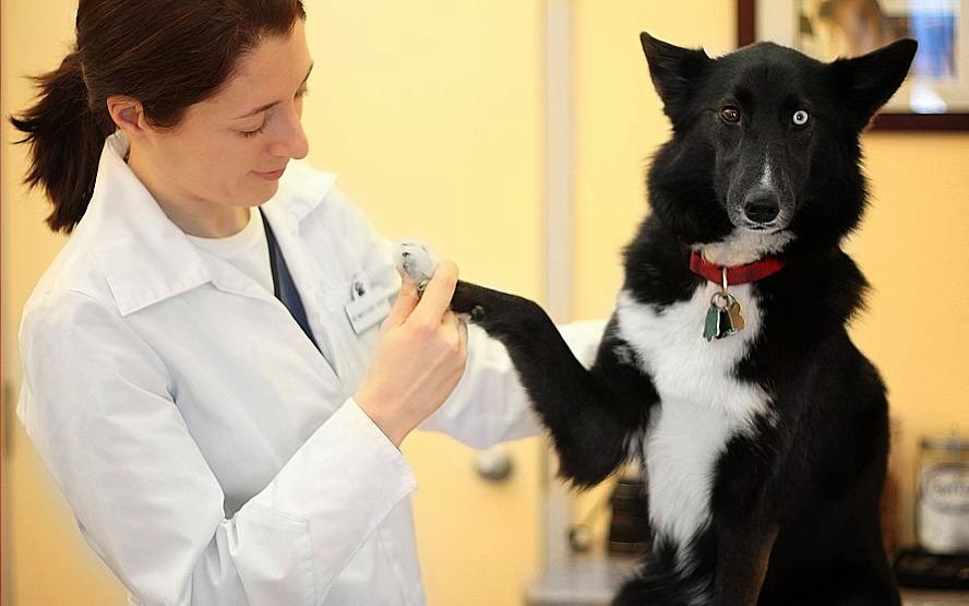 Centrepointe Animal Hospital | 261 Centrepointe Dr, Nepean, ON K2G 6E8, Canada | Phone: (613) 226-6789