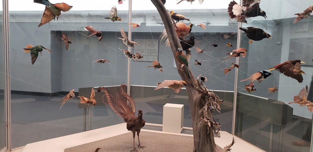 Royal Ontario Museum Libraries | 100 Queens Park, Toronto, ON M5S 2C6, Canada | Phone: (416) 586-5595