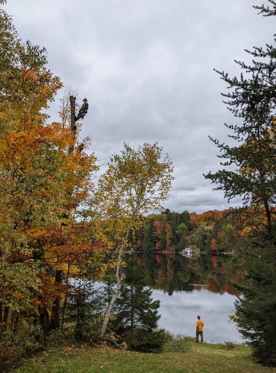 Balancer Tree Care | 1299 Canning Rd, Severn Bridge, ON P0E 1N0, Canada | Phone: (705) 619-4665