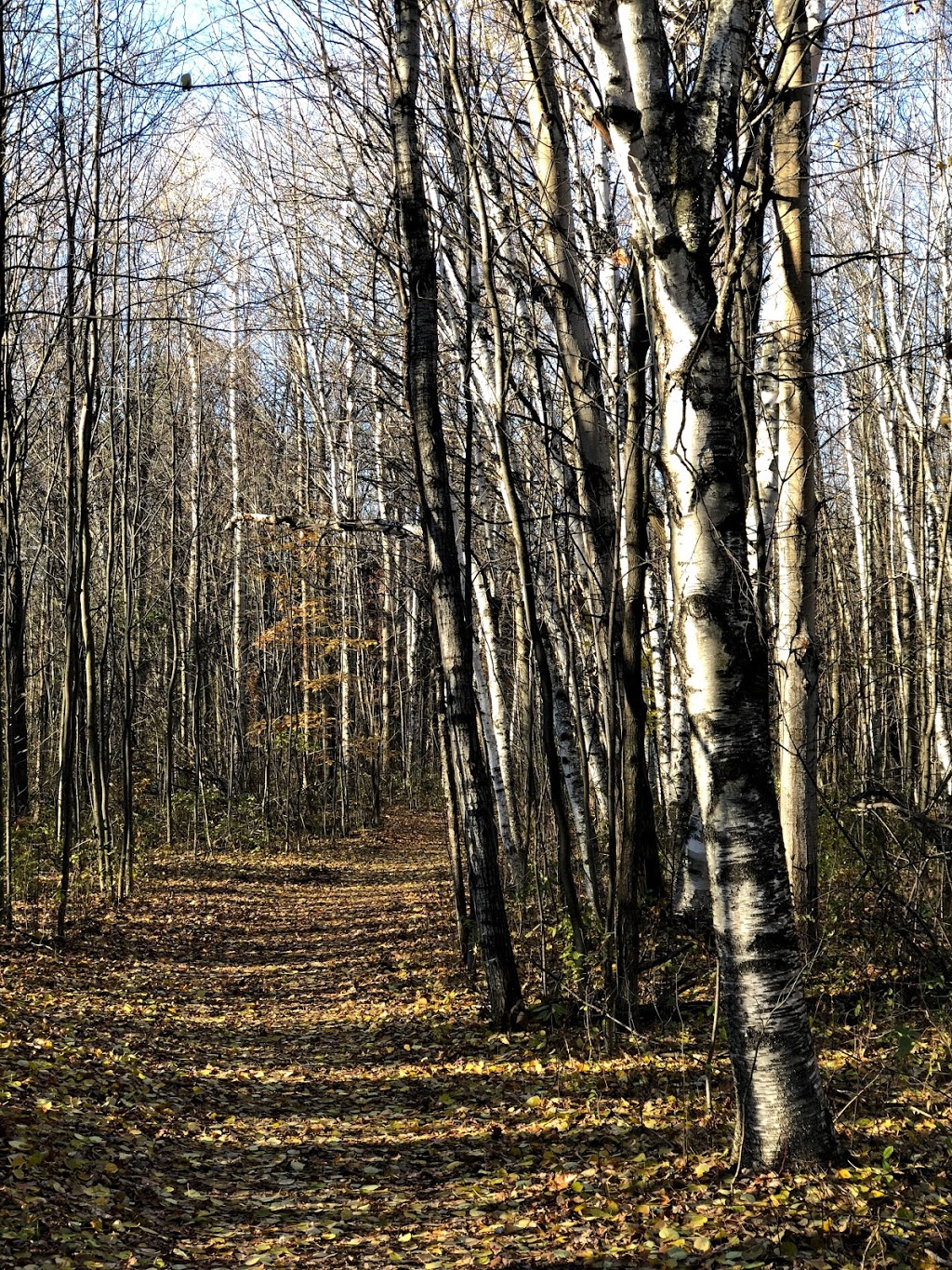 Sentier 51 (CCN) | Unnamed Road, Orléans, ON K1C, Canada