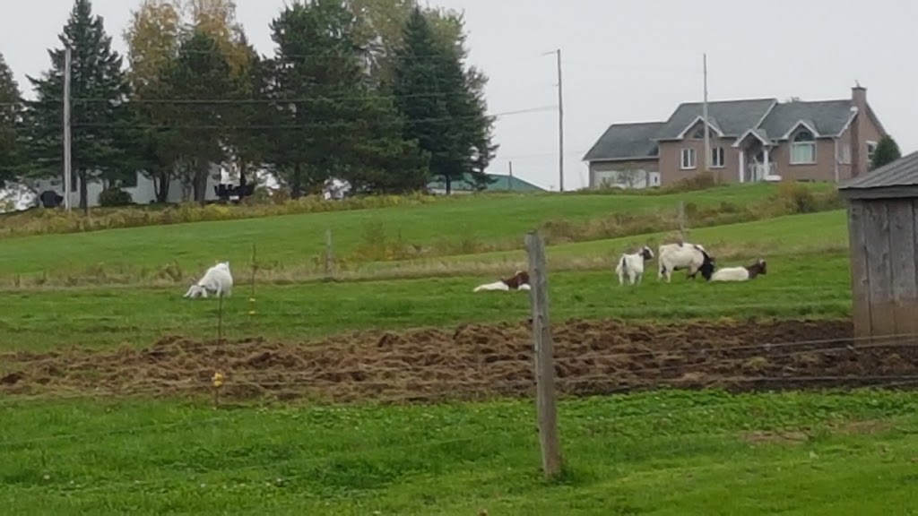 Ferme Au Pied Levé | 1107 Chemin Fitch Bay, Magog, QC J1X 3W2, Canada | Phone: (819) 843-6143