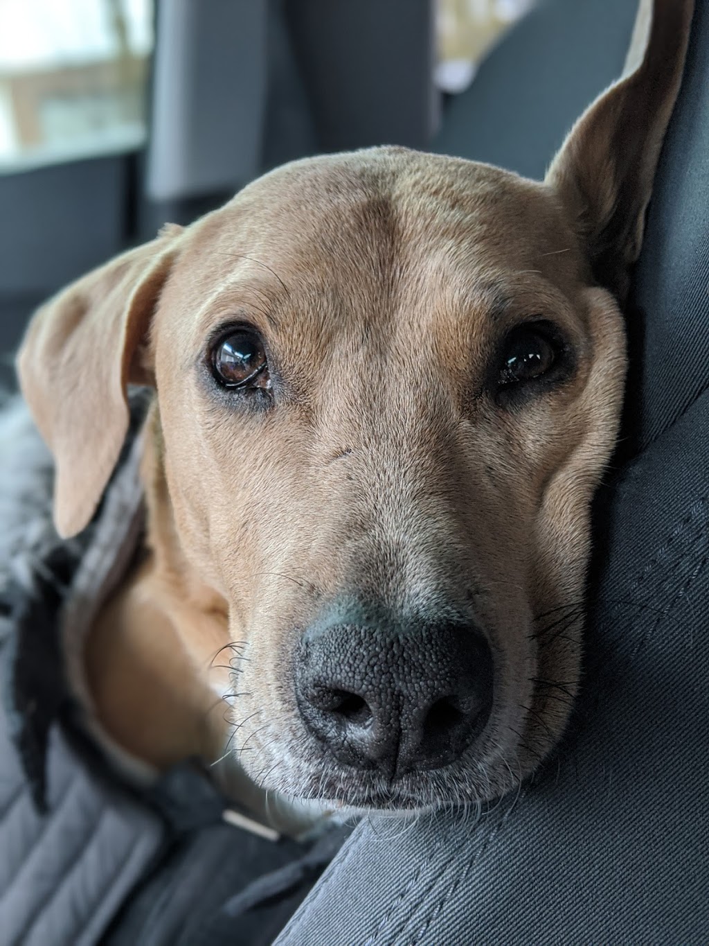 Clark Animal Hospital | 130 Alpine Rd, Kitchener, ON N2E 1A1, Canada | Phone: (519) 745-5647