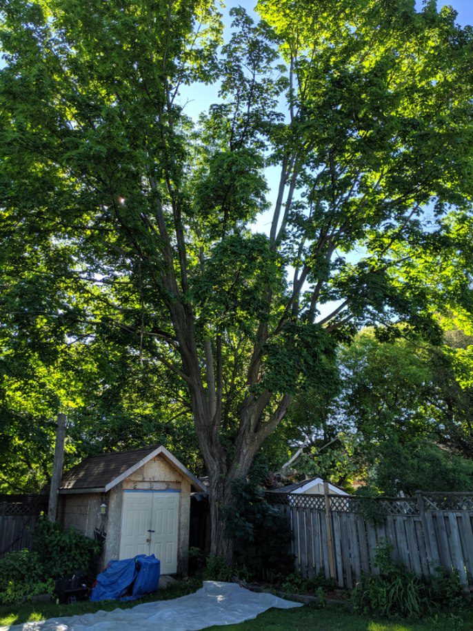 Caledon Tree Services | 750 Mt St Louis Rd E, Coldwater, ON L0K 1E0, Canada | Phone: (647) 965-5721