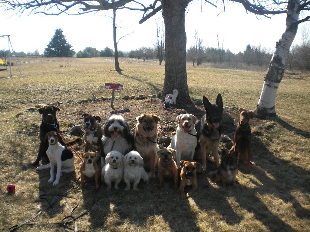 Kates K9 Services | 425 Cuckoos Nest Rd, Beckwith, ON K7A 4S7, Canada | Phone: (613) 608-4742